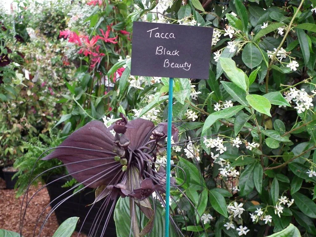 Floral marquee in the long water area 40